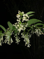 Cestrum nocturnum fragrant Night Blooming Jasmine Pint Plant Southern Flower Garden Southern Flower Garden